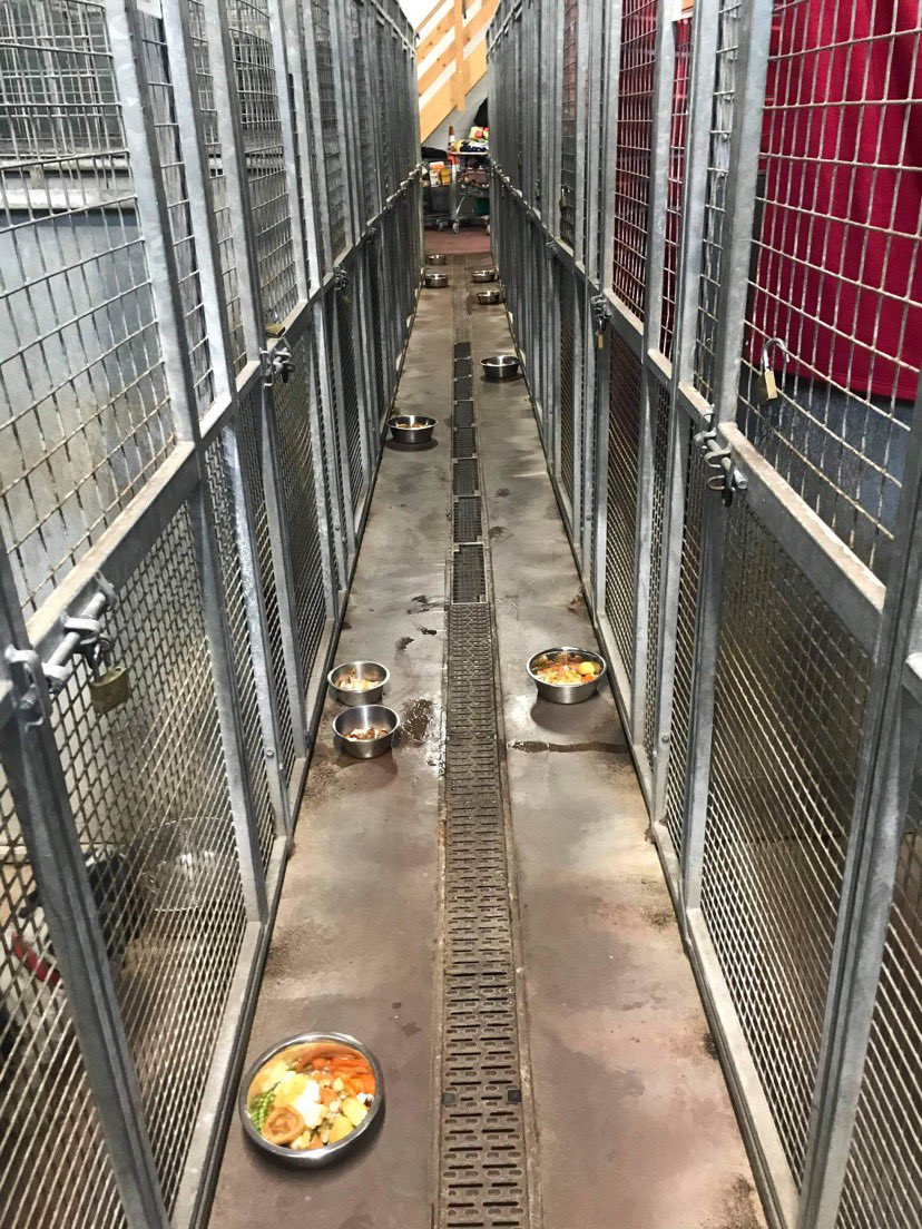 Cardiff Dogs Home, The Rescue Hotel tweet media