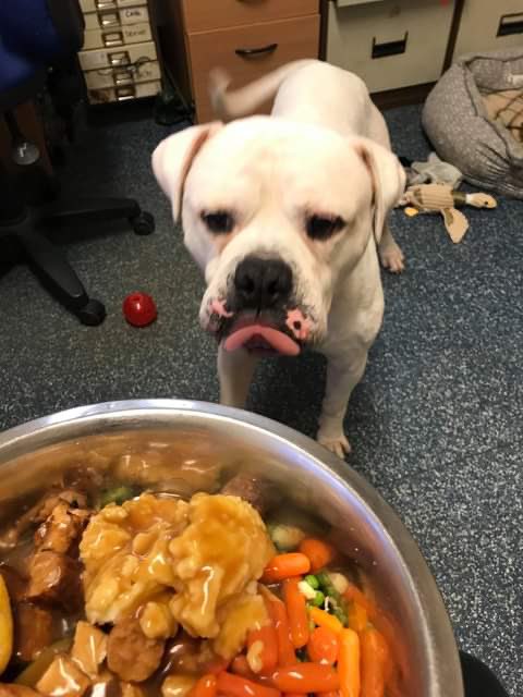 Cardiff Dogs Home, The Rescue Hotel tweet media