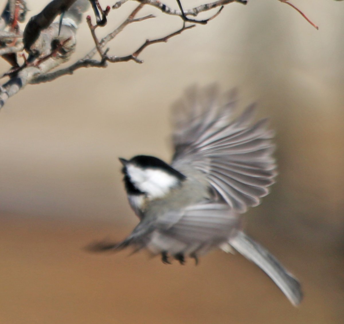 Some birds I saw on Christmas