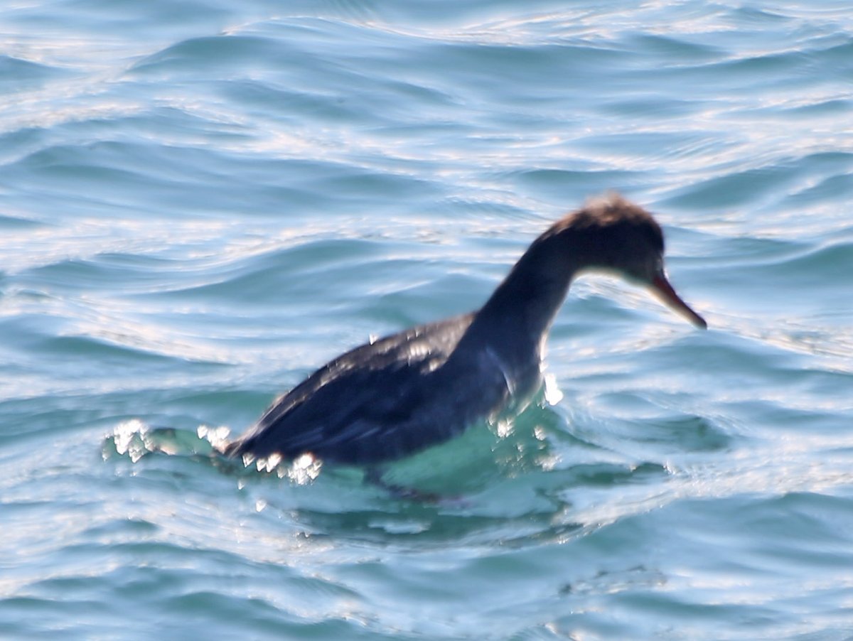 Some birds I saw on Christmas