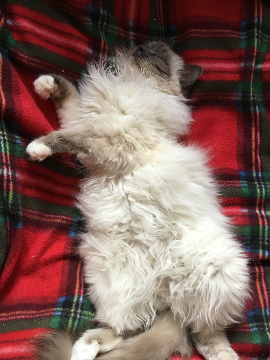 After spending all Christmas Eve night practising jumping around the house without touching the floor, she finally- finally crashed out. Happy Christmas, Everybody. @GeordieJoeHardy @drgarypamplin <a href="/weaniejeanie53/">LadyFluffyOrca #FBPE#Boycottpalmoil 🌻🇪🇭🇪🇺🍉</a> @t0mb16 @Schadenfury <a href="/GemmellSusie/">Dame Susie - can this stop now?</a>