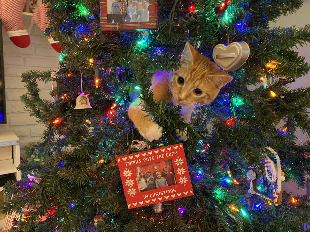 Amy Goohs-Hardman tweet media