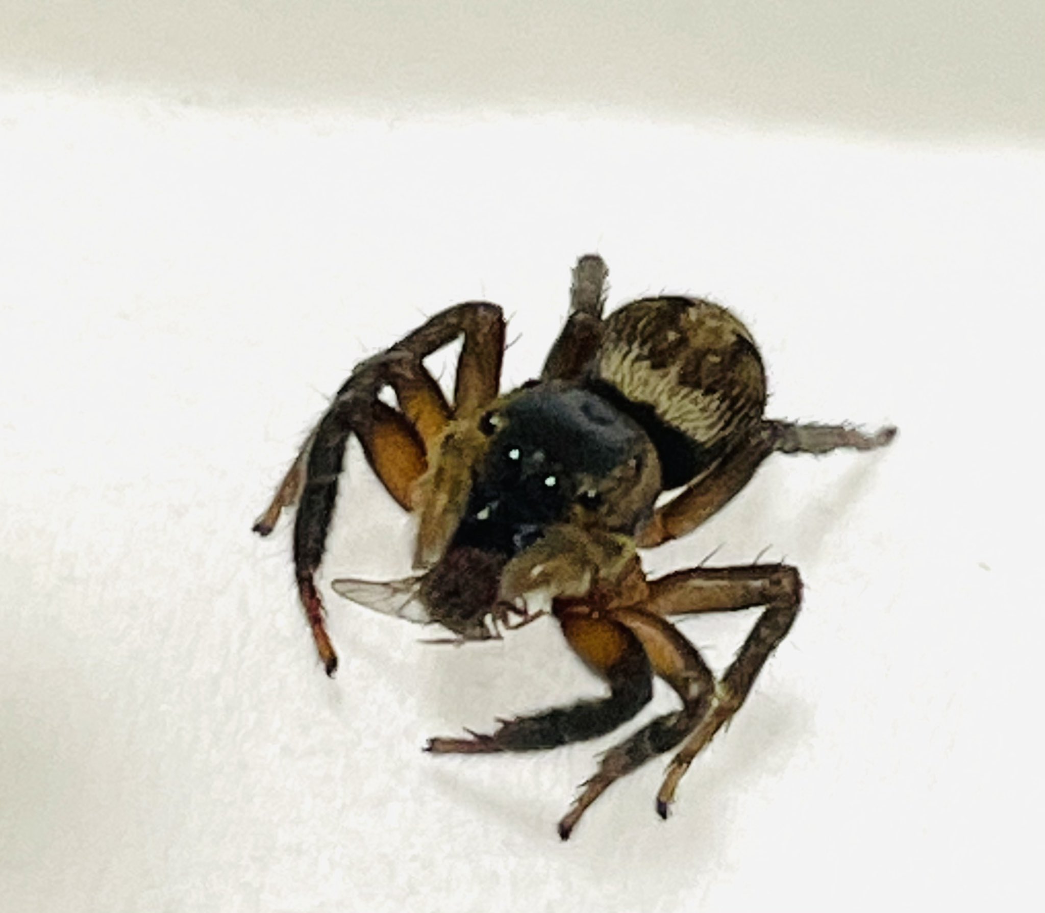 かずノ助 ガンダム 蜘蛛の助 アダンソンハエトリ レビさん お食事中 トリニドショウジョウバエ 2匹目 食欲あって良かった 一緒に冬越せるかな アダンソンハエトリ ハエトリグモ かずノ助 ガンダム 蜘蛛の助 アダンソンハエトリ レビさん お食事中 トリニドショウジョウバエ 2匹目 食欲あって良かった 一緒に冬越せるかな アダンソンハエトリ ハエトリグモ