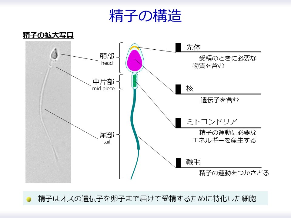 【精子の構造】

精子は、頭部・中片部・尾部の3つの部分から成り、それぞれに特徴的な構造があります

「オスの遺伝子を卵子まで届けて受精させる」

その他の余分な構図をすべて捨て去って、この目的のみを達成するのに特化した細胞です

#精子
#精子の構造
#受精