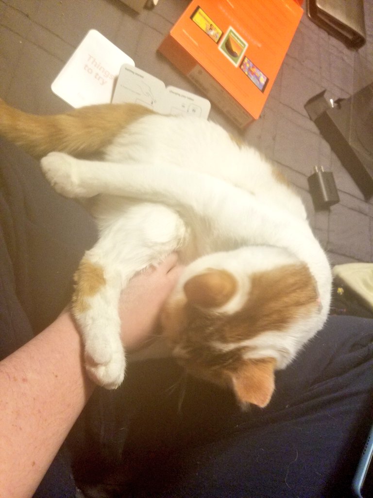 shepard_maderer's tweet photo. The interesting thing about this picture SHOULD be that I got a Kindle Fire (my 1st tablet) for Christmas. However...as soon as I sat down to set it up, my sweet, awkward child, Carlos, decided to do bath time + yoga on my hand. 
🙃 wwhhhyyyy
#CatsOfTwitter #awkwardpets https://t.co/pjYbQasrqk