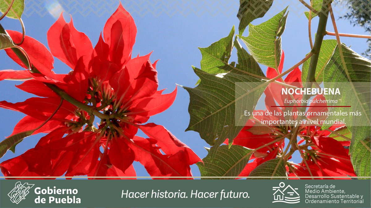 Las y los floricultores👩🌾👨🌾mexicanos lograron domesticar la flor de #NocheBuena 🌸, alcanzando tonos y variedades como: rojas, amarillas, rosas, salmón, blancas y jaspeadas, y algunas con hojas adicionales, e incluso con flecos en los bordes.