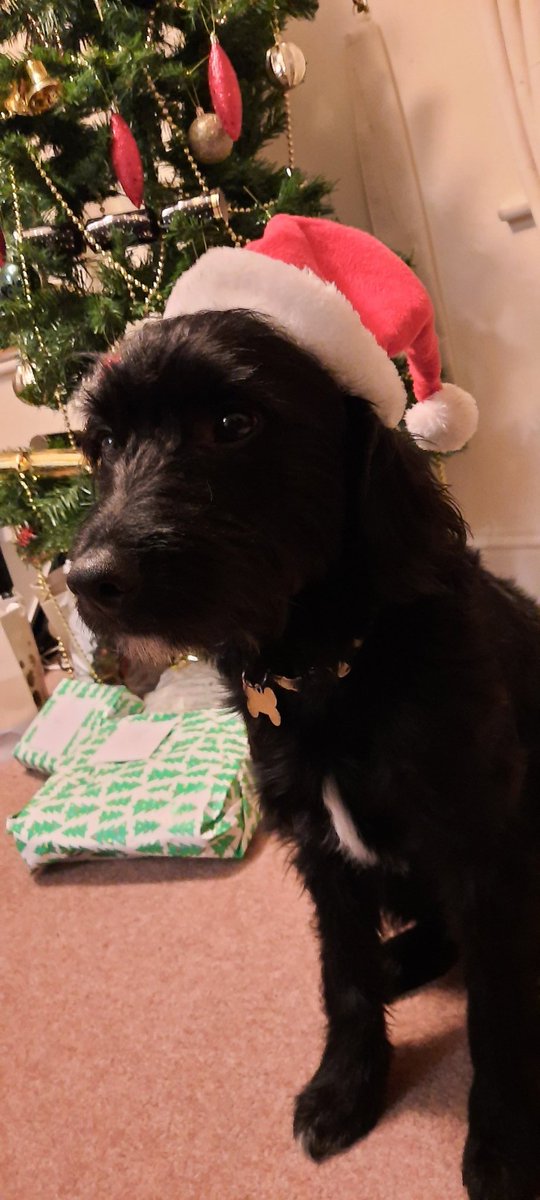 SoundCrownPromo's tweet photo. Rudy, president of Hound Crown Promotions, wishes you all a very merry Christmas! 🎅🤶🦌🌲

With a bit of luck, next year will be easier for all of us. Once gigs are allowed again, Sound Crown Promotions are adamant on bringing live music events back in style! 🎵 https://t.co/BuNZDO0O7T