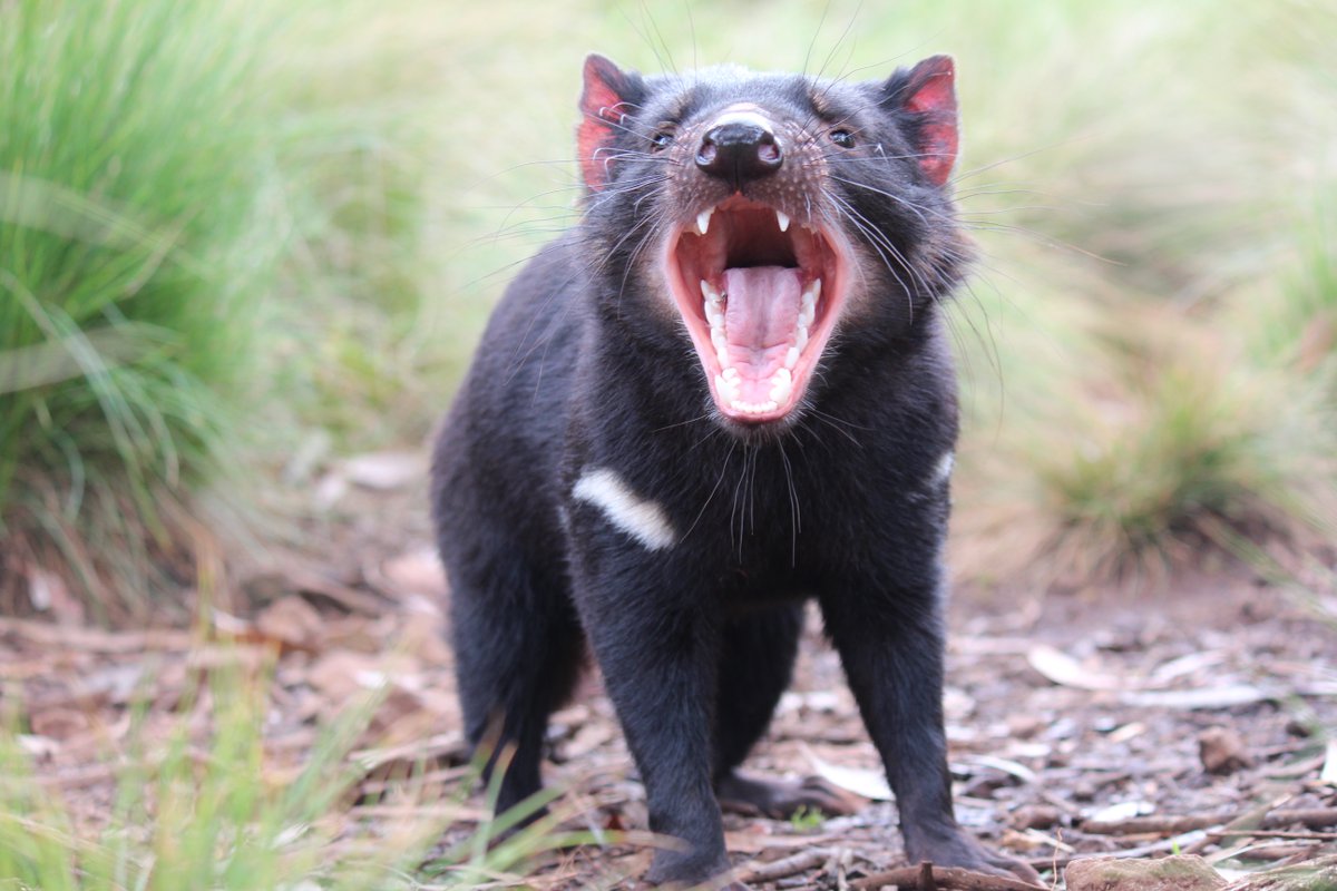 rewild's tweet photo. Tasmanian Devils Lisa, Lenny, Jacksen &amp; Skittles were released to the wild in Australia in 2020. It marked the first time devils had been on the mainland in 3,000 years. Read notes of encouragement kids wrote to cheer them on. #DevilComeback https://t.co/zKqKnwAyGH https://t.co/MuZJIuMyEx