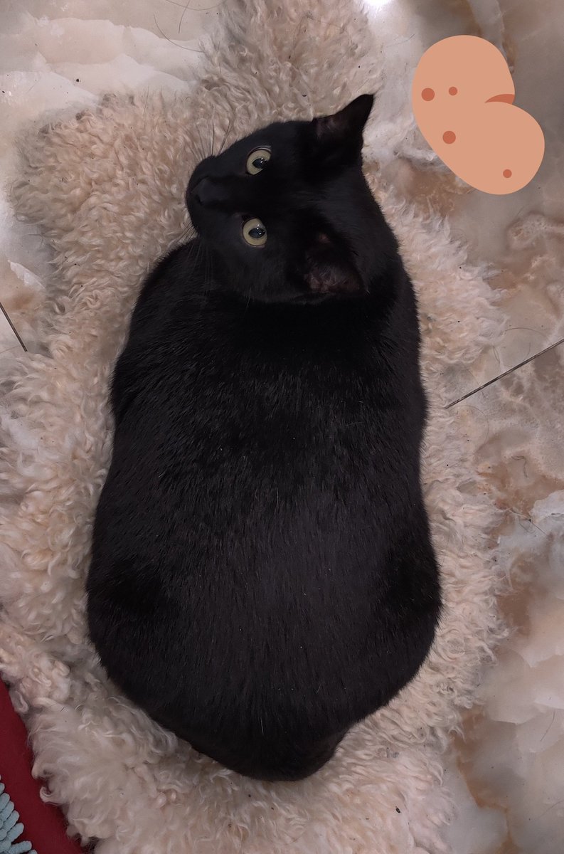 CursedCurry's tweet photo. Merry Xmas everyone!
My cat is a Potato https://t.co/TGxtfdaYsL