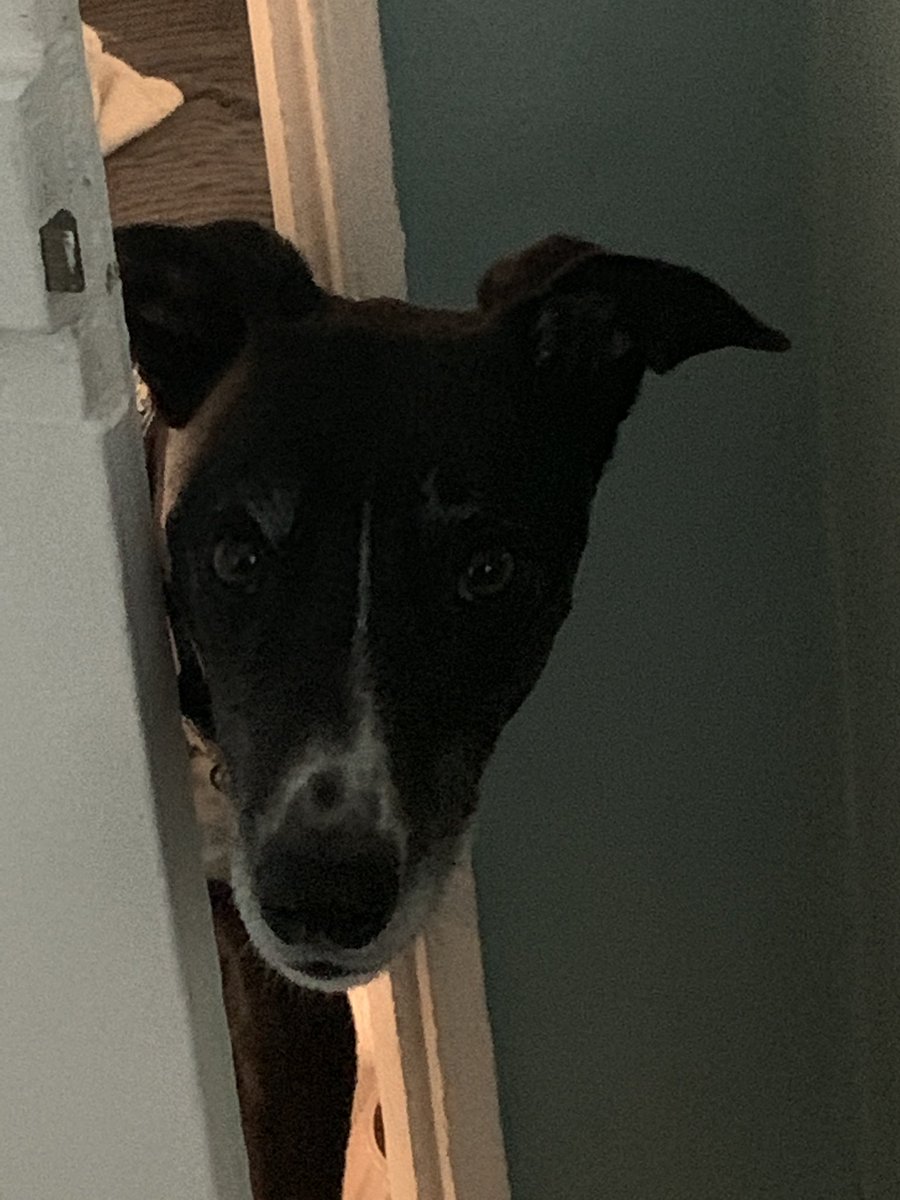 “Are you ok Dad? I need attention.” 

Our gorgeous Grace was found in a skip with her mum and siblings. 

In a way I’m sort of glad she was because we got a fantastic dog. 

Whoever dumped them in the skip, karma will catch up with you. 
#lurcher #lurcherlife  @DT_Norfolk