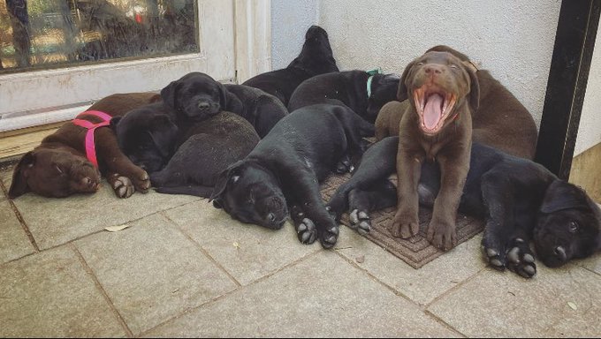 The Puppy Bowl came early this year. 🥰😍 https://t.co/6WlAhmNsBg<a href="/tag/mvsales"class="tags"><span>#mvsales</span></a><a href="/tag/mvboys"class="tags"><span>#mvboys</span></a>