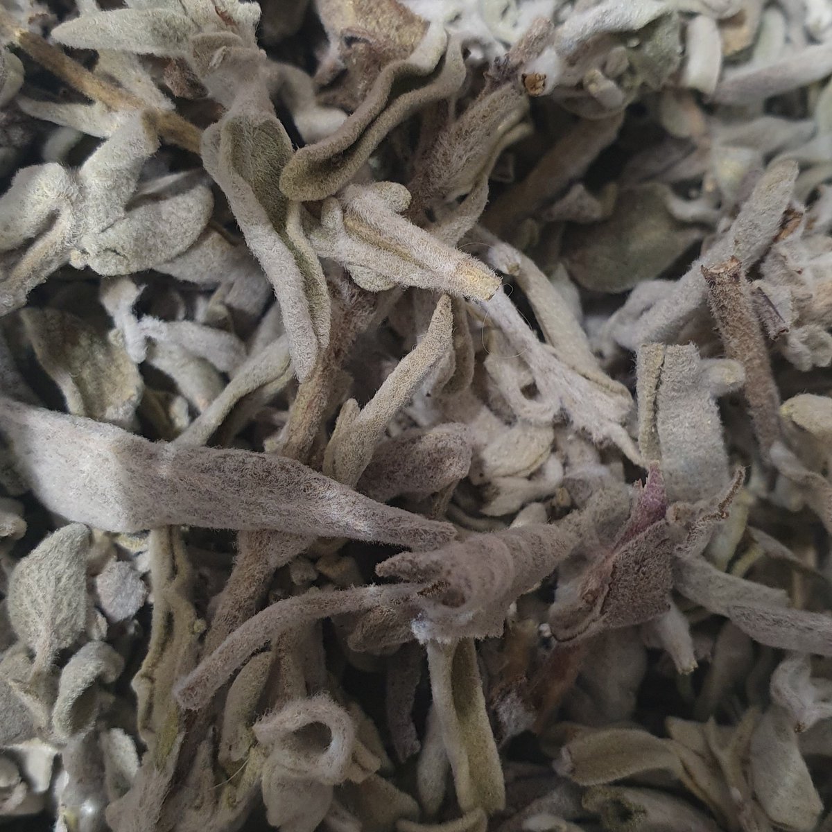 SHORT THREAD.This Christmas, I would like to tell a brief story about maramia, an herb of deep importance to Palestinians, and its connection to Mariam (Mary), the mother of the Issa (Jesus), the holy Prophet shared by both Muslims and Christians.