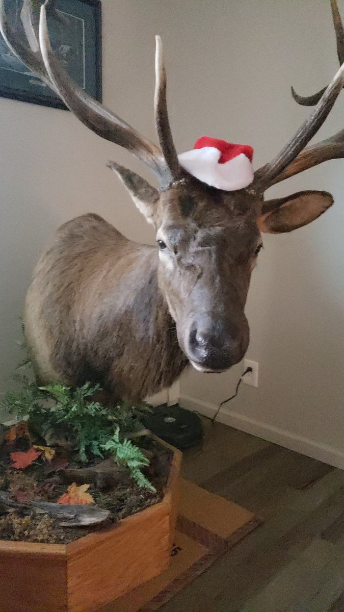 GriffSj13's tweet photo. Our Christmas tree may look a little different this year but from the Griffin family to yours, Merry Christmas. https://t.co/UtcGHfr1wx