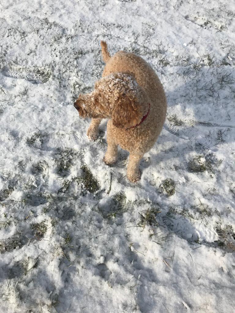 Happy Christmas everyone🎄
We would like to thank you for all of your help, kindness and love this year, in our continuing search to #findbertie
We are so grateful and will never forget 
All of our love and thanks 🙏
