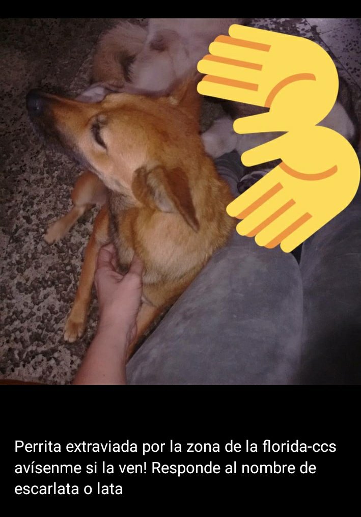 daniellaVdE's tweet photo. Por favor ayuda con RT #caracas se extravío en la zona de #LaFlorida nuestra perrita, se llama Escarlata o Lata, es raza callejera, castaña clara y hocico negro. Si la ven avisanos en que zona (noche del 24 se escapó por lo fuegos artificales) https://t.co/Qabx8TPTs4