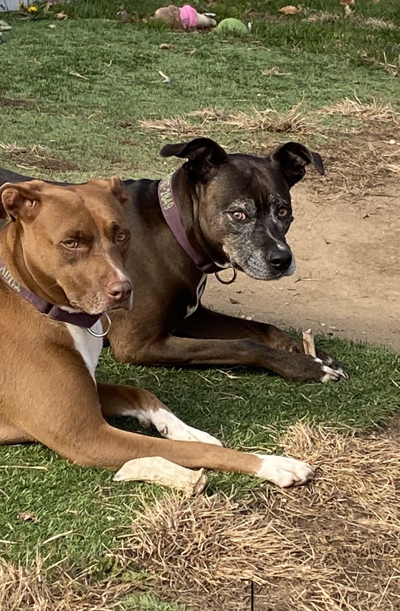 For every like or retweet this post gets we will be making a donation to <a href="/PoundHoundsResQ/">Pound Hounds ResQ</a> we ask that anyone in a position to make a donation to this or any other rescue or shelter #MerryChristmas