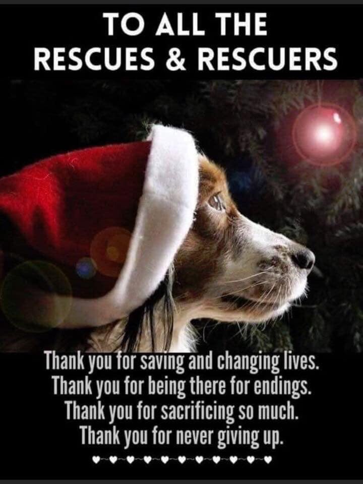 Merry Christmas to all animal lovers and people who tweet and help doggies in need. Sorry for not being online for a long time. Hopefully this Christmas will bring people together and the time ahead will be a better one for people and animals 🎄❤️🙏🏻