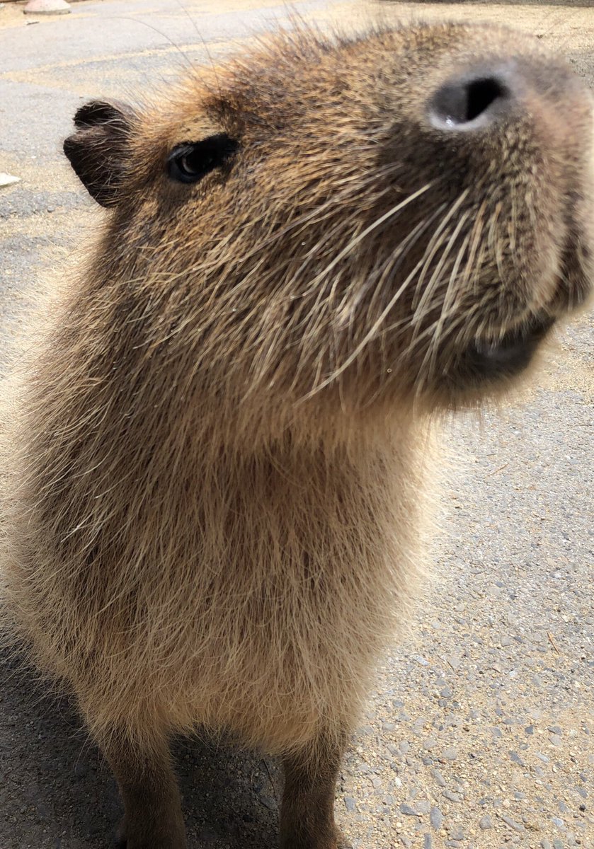 フォロバありがとう