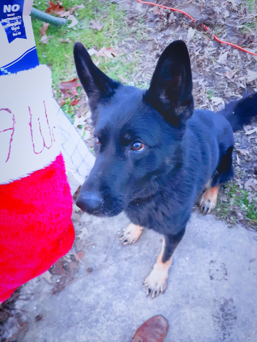 K9_Wrago's tweet photo. Santa brought K9 Wrago some yummy treats and his favorite toy....TENNIS BALLS!!!!
Merry Christmas everyone!!
#K9_Wrago #mpd #Christmas
#presents #GoodBoy #bluepawsmatter https://t.co/GjxscmpDQ9
