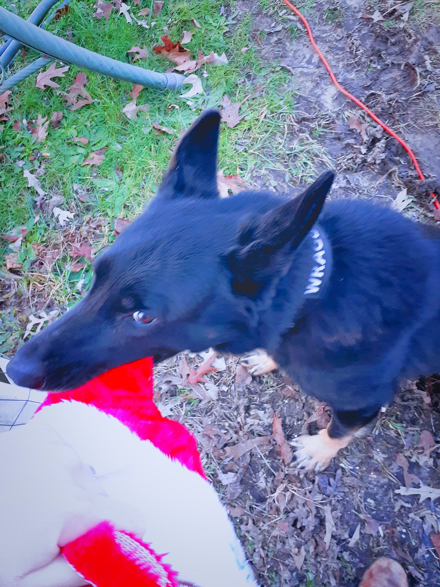 K9_Wrago's tweet photo. Santa brought K9 Wrago some yummy treats and his favorite toy....TENNIS BALLS!!!!
Merry Christmas everyone!!
#K9_Wrago #mpd #Christmas
#presents #GoodBoy #bluepawsmatter https://t.co/GjxscmpDQ9