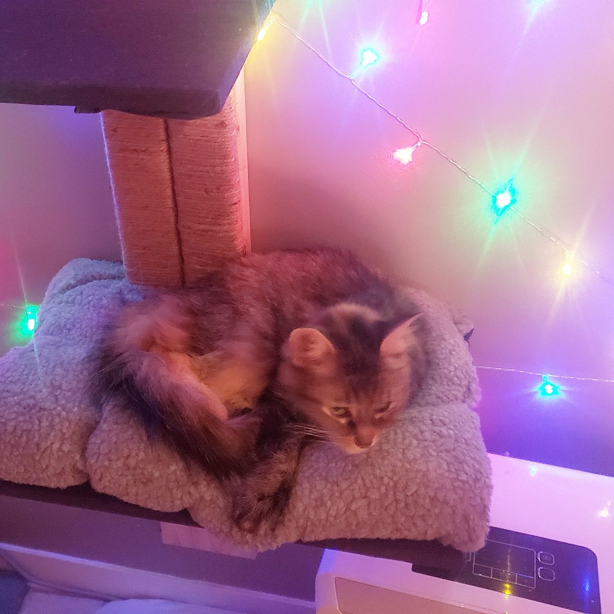 JesseLeduc's tweet image. From This Holiday Season Heres A #Cute #Pic Of #Jayne !!! ❤ #LeDuCat #Daughter  #Cat  #merrychristmas🎄