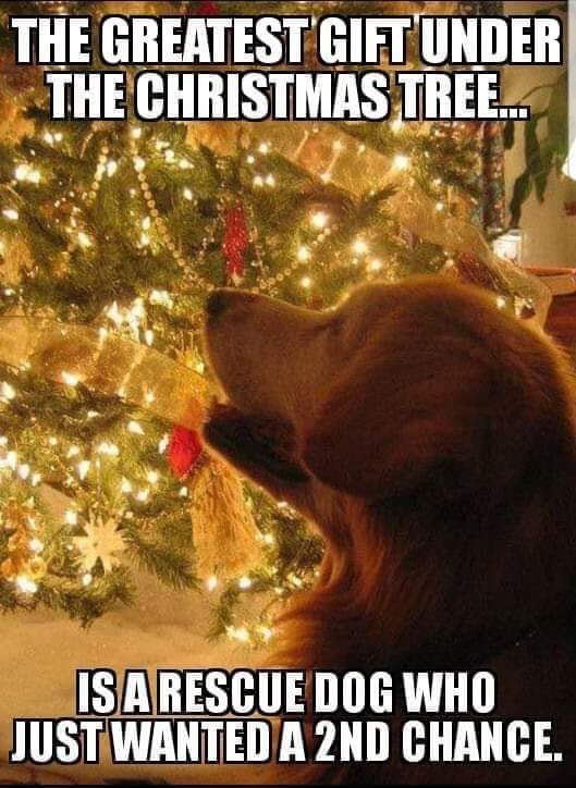 Merry Christmas to some great people ❤️🎄🎁☃️🤗@reddogsusie @judysale23 @MaureenDe2 @RevengeBunny @TaniaHopkins3 @Raluca_Florea @SandraQuirnbach @sandrak93322487 and many more great animal advocates. Sorry for not retweeting and being here as usual. Sending lots of love ❤️🤗