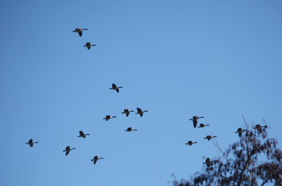 Of course, there were lots of Canada geese.