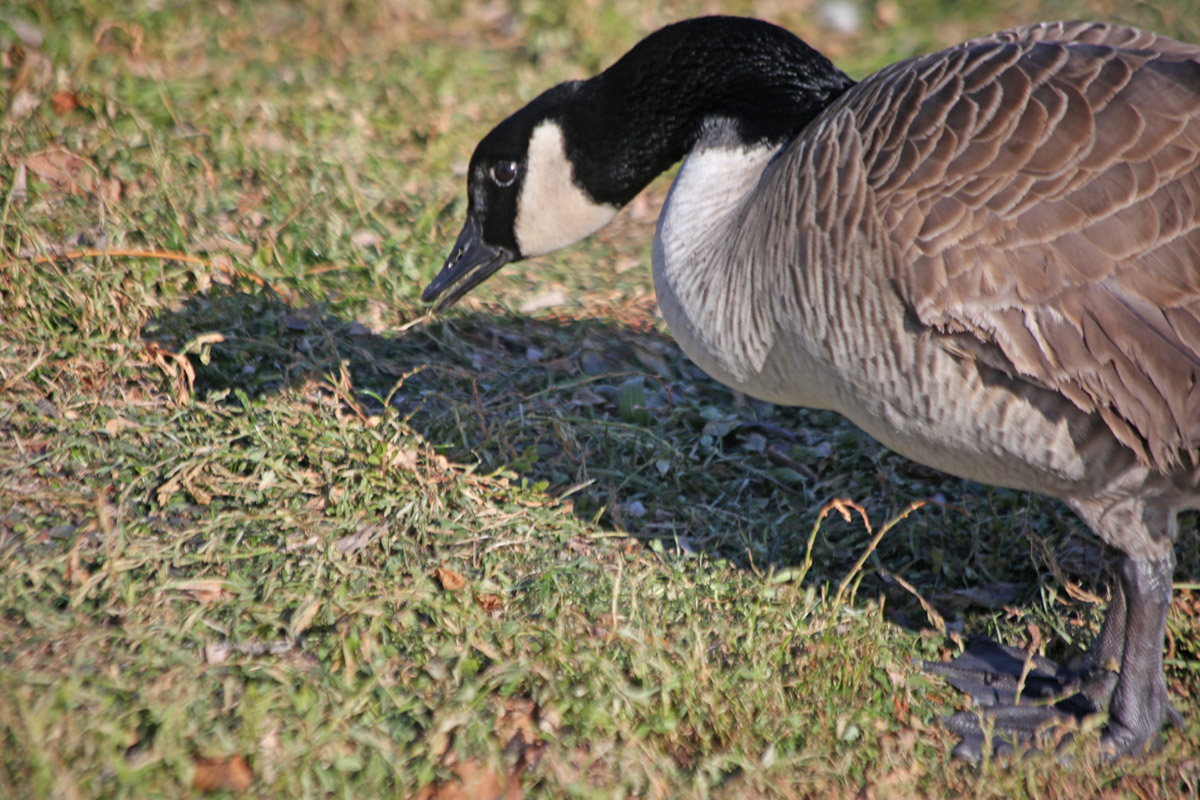 Of course, there were lots of Canada geese.