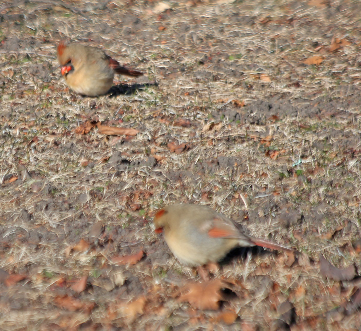 Several black-capped chickadees and northern cardinals were congregating in the same spot, with a dark-eyed junco in their midst. They didn't flee right away at the presence of a human, like usual.