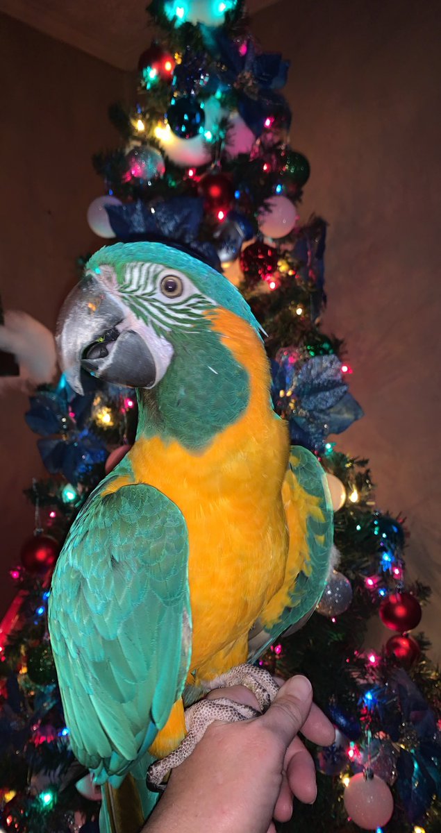 TandAParrot's tweet photo. Merry Christmas to all. https://t.co/yFxL324xtW