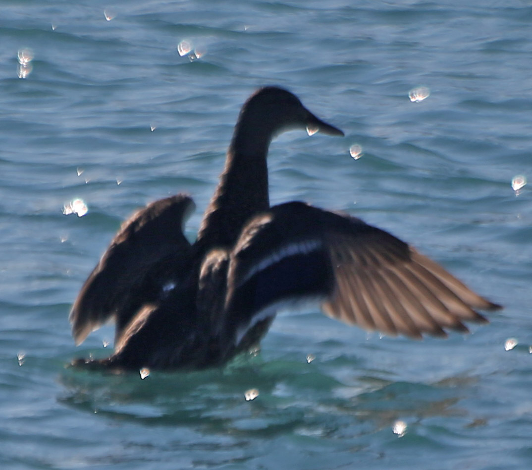 What is this?  @inaturalist suggests it may be some sort of eider or scoter or an American black duck.