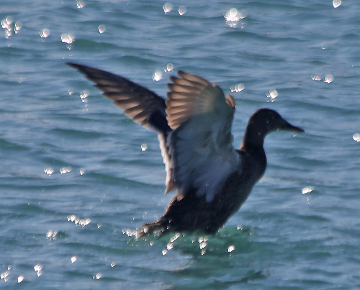 What is this?  @inaturalist suggests it may be some sort of eider or scoter or an American black duck.