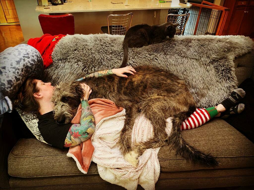 tonymoore's tweet photo. House Horse is a year old and thinks she is still just a smol bebe.
.
#dogsofinstagram #wolfhound #wolfhoundsofinstagram #bigbabywolfhound #bbw #bigbeardedbaby #househorse #holidaysnuggles https://t.co/2aink2YENw https://t.co/NUnf6csCGh