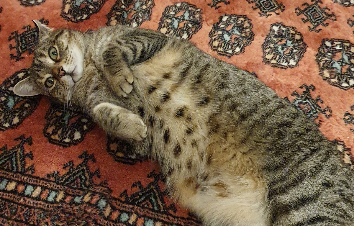 Someone in our house definitely has the "I over-indulged Christmas food-coma face". At least some things in 2020 couldn't be taken from us: there's still plenty of love and food to go round 🥰