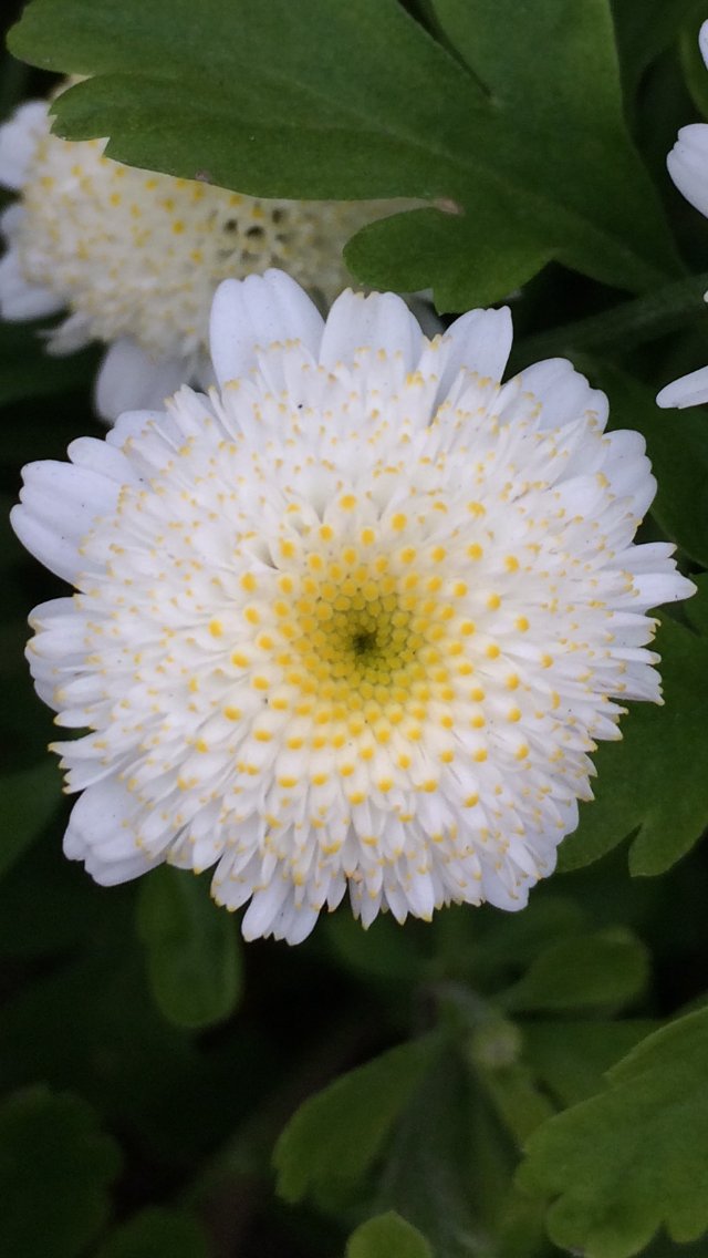 ともりん Tomoko Tomoko Twitter