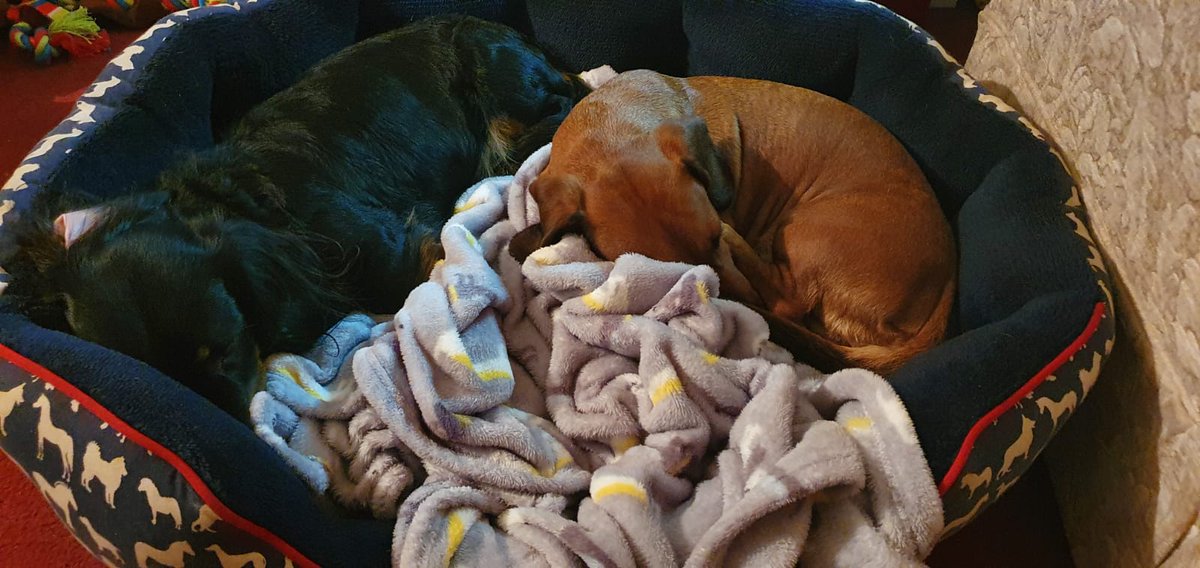 TobyDachshund1's tweet photo. A christmas miracle has happened. We're sharing a bed for the first time! Merry Christmas everyone! https://t.co/bdUriSASTv