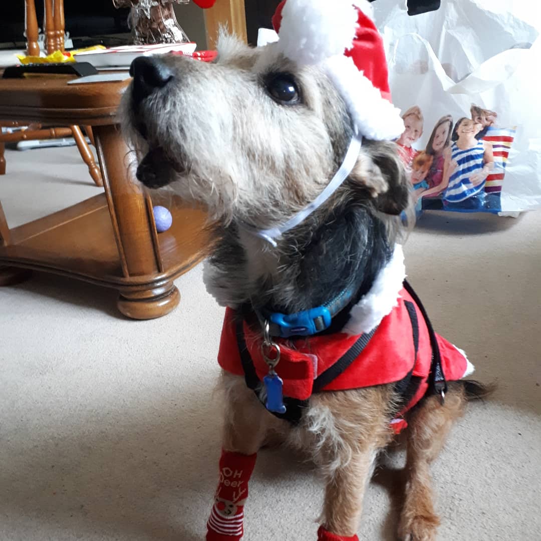 We don't know if he's ever had a Christmas before, but he had a fuckin belter as an 11 year old! Best thing to happen in this atrocious year. Merry Christmas from Harry the Lip