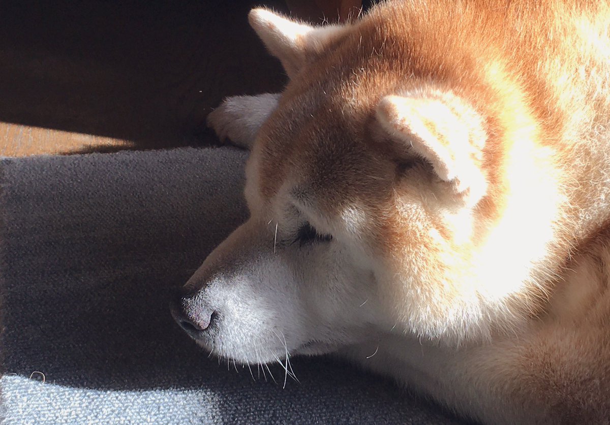 柴三代 犬鼻が乾燥注意報をお知らせします