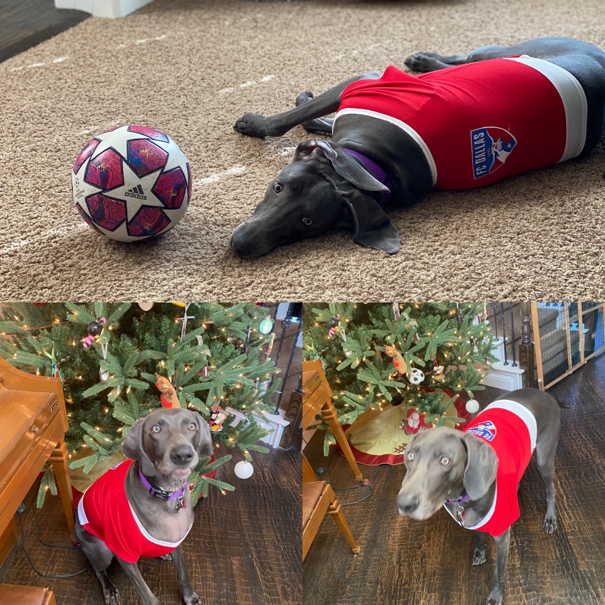 Scoremorefunds's tweet photo. .@FCDallas check out my New Jersey!Merry Christmas and Happy New Year  Ronaldo https://t.co/Gx1xBjVPTL