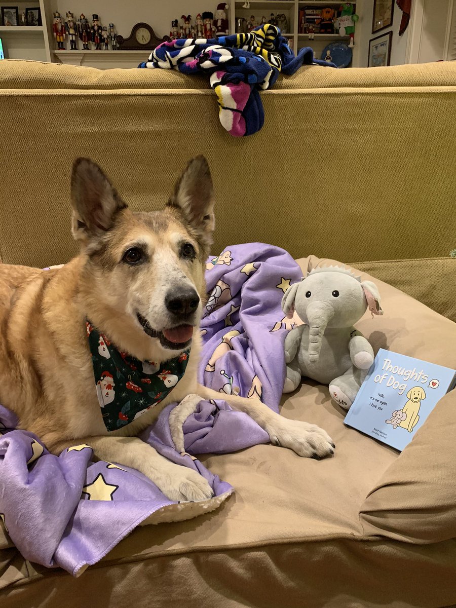 ash_stull's tweet photo. Strike loves stuffed fren Sebastian! @dog_feelings https://t.co/PHJd5XXu91
