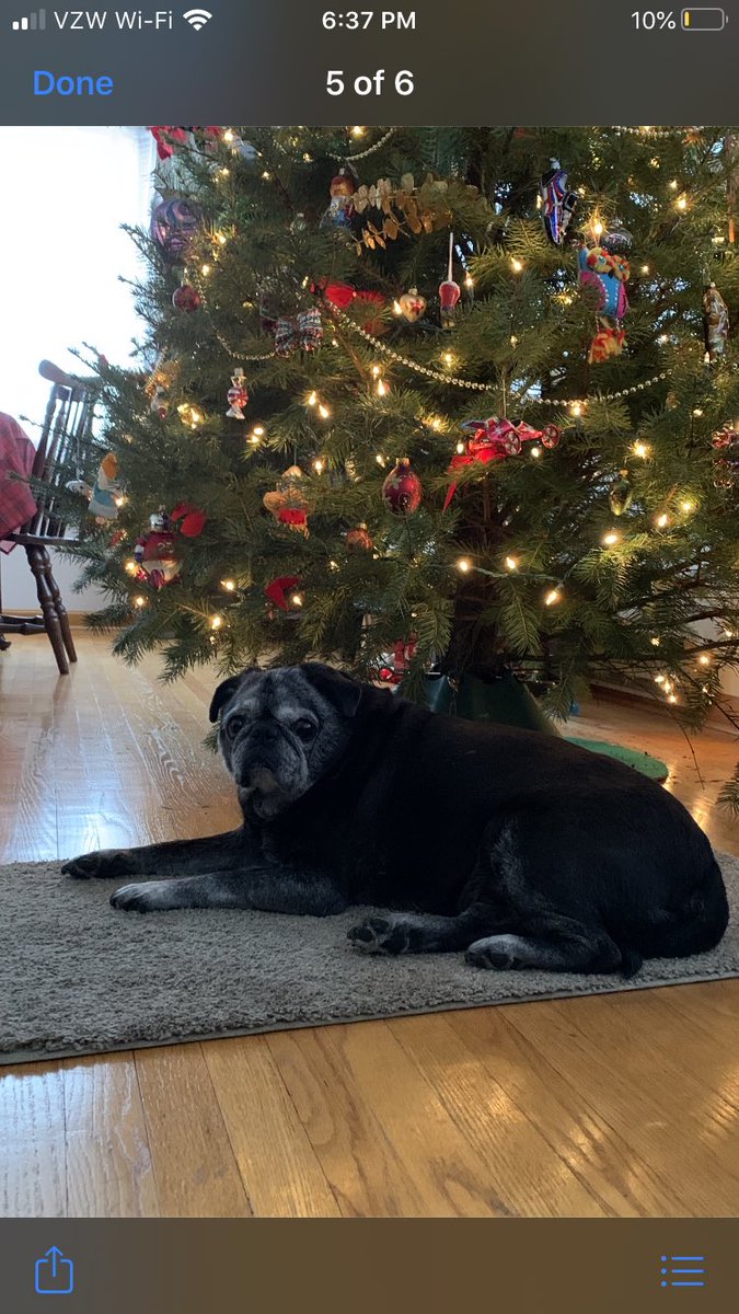 Rems2003's tweet photo. ⁦@queenluluthepug⁩ Merry Christmas Lulu, Dug, Drake, Poppy and other Poppy from Alyson and Ming! 🥰 https://t.co/qwBzxRnGtF