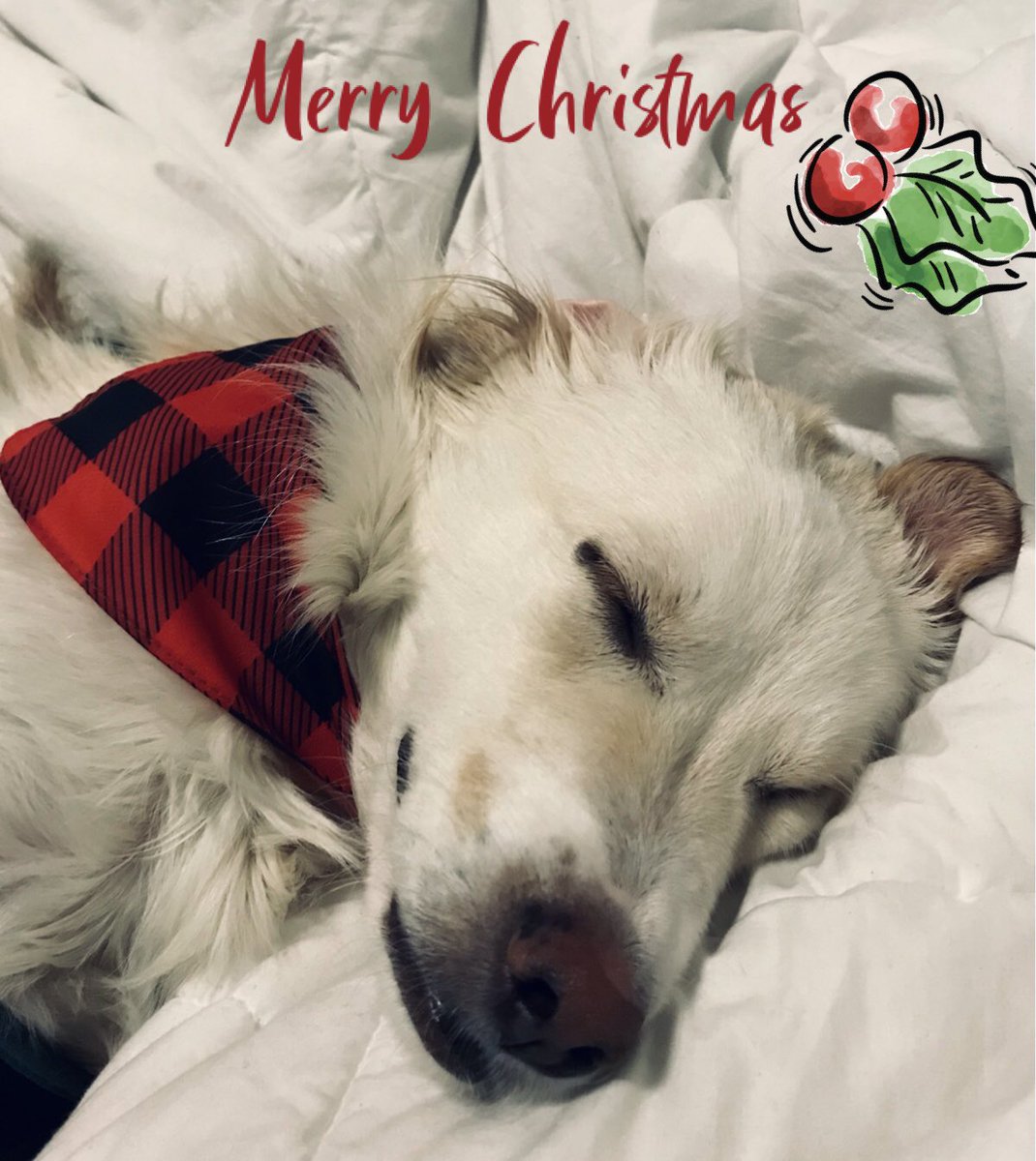 FurryWuhan's tweet photo. “Love. Infinite, unwavering love, love that completely envelopes one's mind and soul. That is the love that can mold one's mind. Love is final and most precious gift of life, if you find it never let it go.” - Markus Peterson
#AdoptDontShop #dogsofwuhan #HappyHolidays @dogbus999 https://t.co/HQAnUpARQS