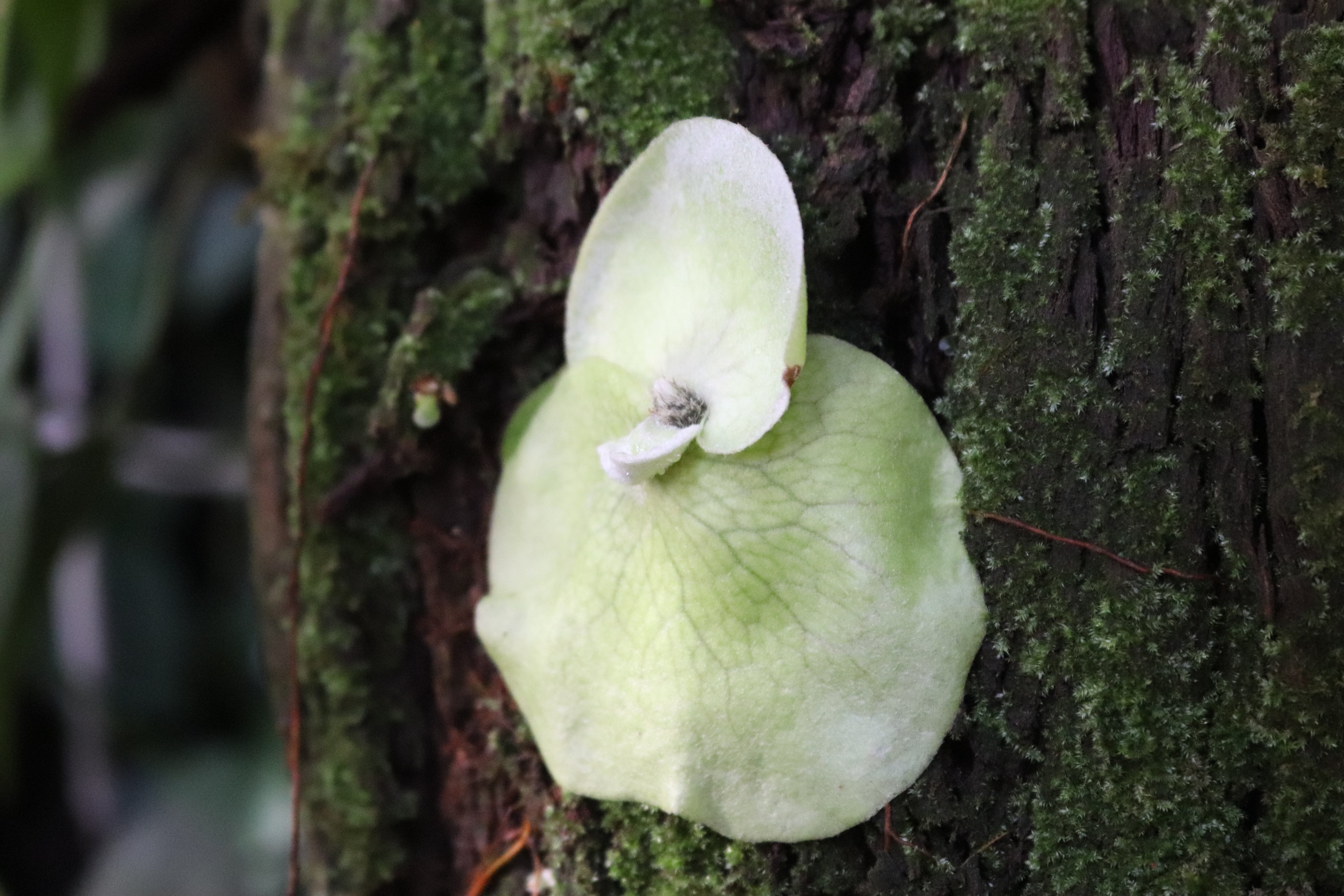 咲くやこの花館 熱帯雨林植物室にて ビカクシダ の赤ちゃんが誕生しています 幅はまだ6 ほどですのでこれからどんどん大きくなるのが楽しみですね ぜひ探してみてください 咲くやこの花館 エア植物園 エア博物館 自宅でミュージアム T Co