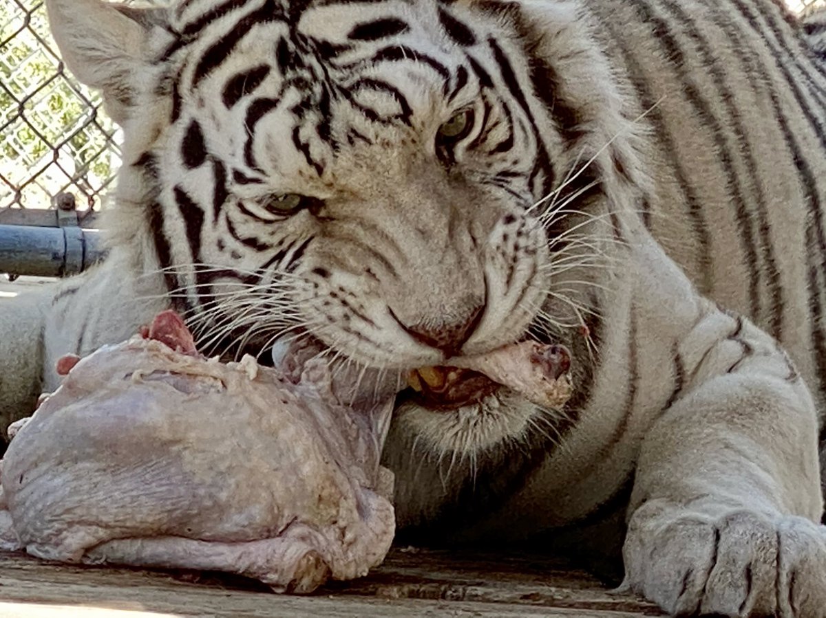 White Tiger Diet