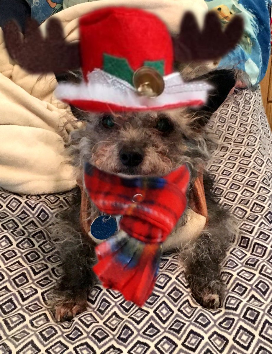badpiratemonkey's tweet photo. @lynda3035 @Axolotl_2019 @sandyincanada @Marina935home @BloomNight2 @cobalttash @GordonHarmony @Spiggitzfan @Lpowell588Lady @sweetgeorge48 @SantasCat @fluffybasil @JoyOfCats @catsrule0 @BrashleyDebbie @Palmolive_S_Pan @LordGraydon ho ho ho, but, please stay warm, b sure to dry off, and bundle up, like yoo helped us do ... #StaySafeStayHealthy #StaySafe4XMas wez loves yoo https://t.co/nold5FTs5o