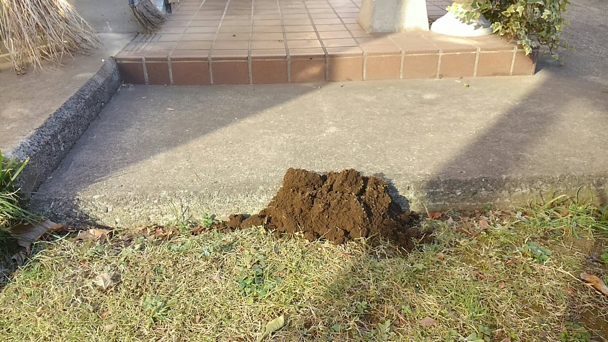 モグラ退治 モグラ退治