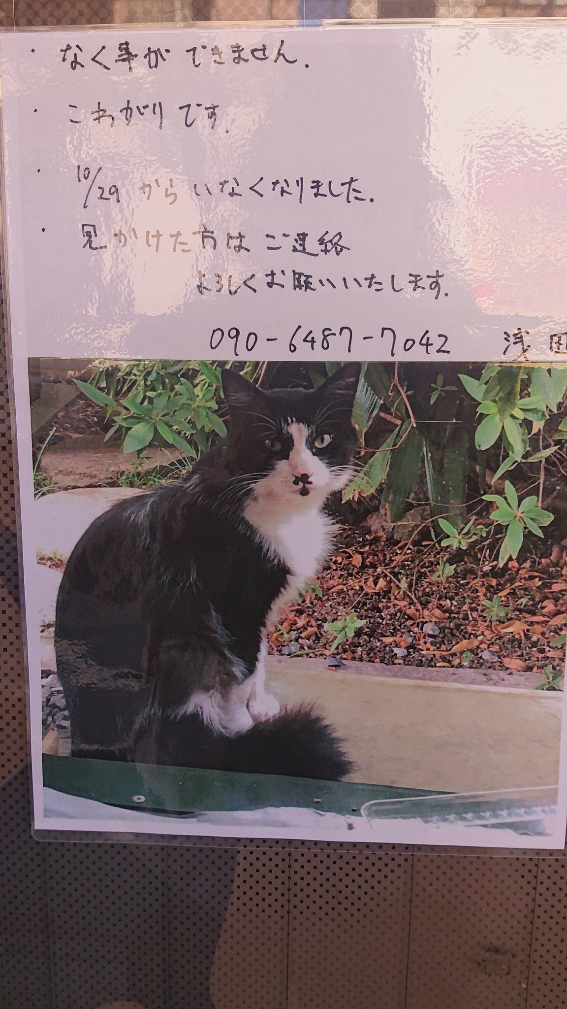 くさか動物病院 Twitter Search Twitter