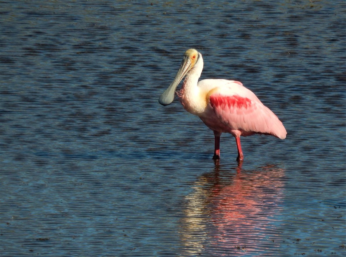 Today we went to the Merritt Island National Wildlife Refuge and did the Blackpoint Wildlife Drive. Amazing birding, especially all the Roseate Spoonbills.  @USFWSRefuges  @pkstrauss  #birds  #Floridabirds  #birding
