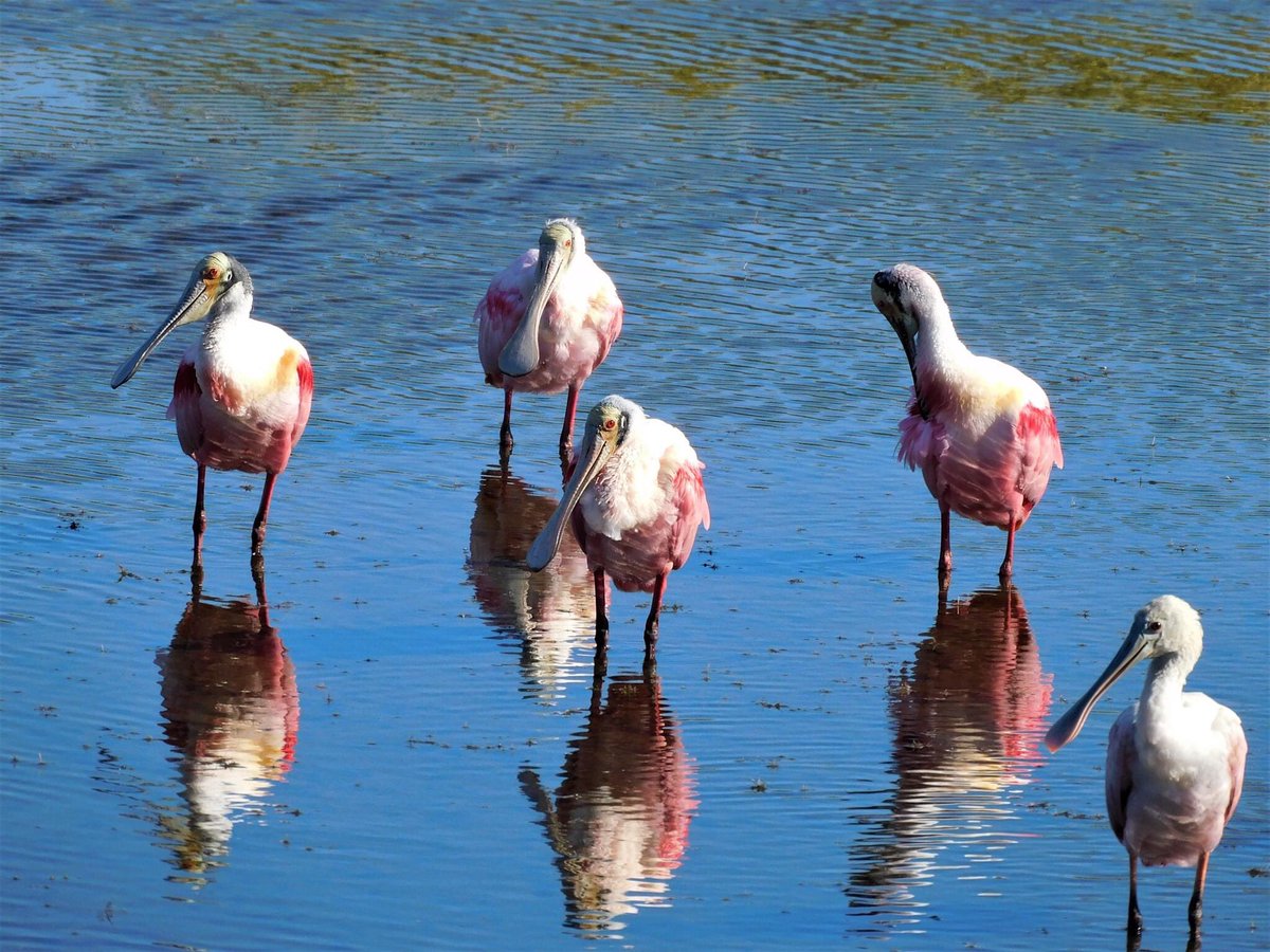 Today we went to the Merritt Island National Wildlife Refuge and did the Blackpoint Wildlife Drive. Amazing birding, especially all the Roseate Spoonbills.  @USFWSRefuges  @pkstrauss  #birds  #Floridabirds  #birding