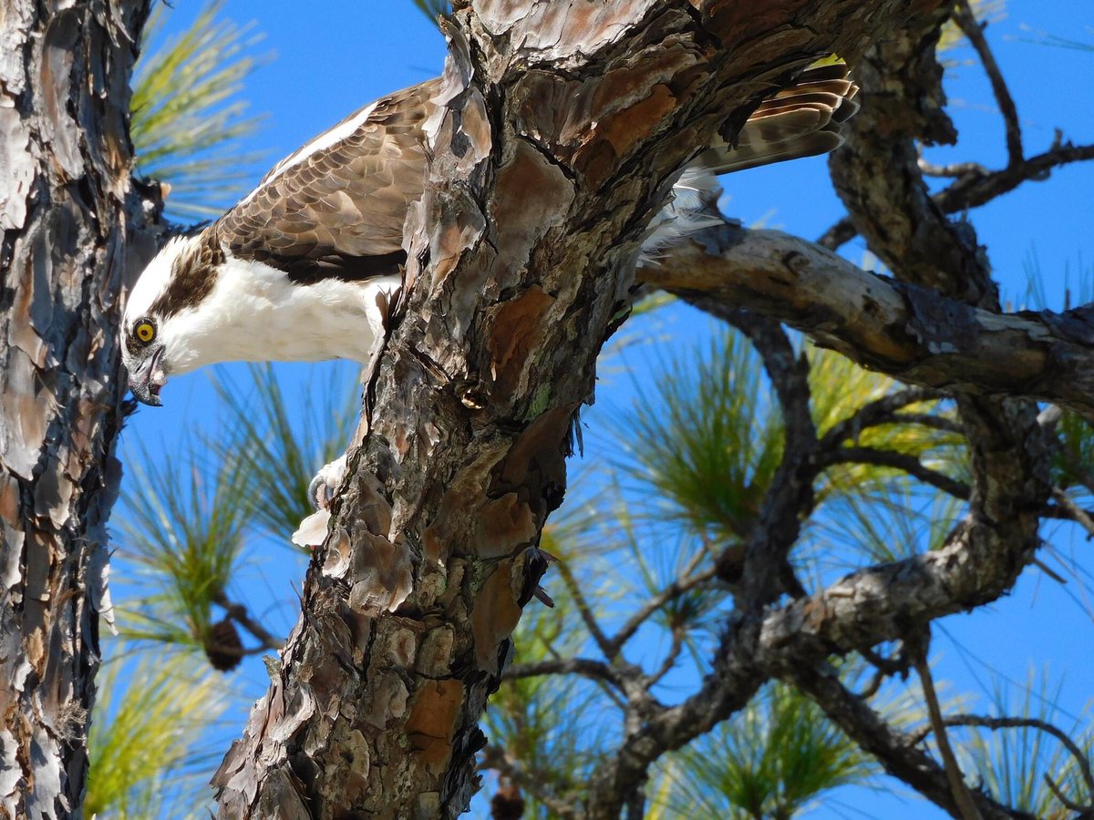 Today we went to the Merritt Island National Wildlife Refuge and did the Blackpoint Wildlife Drive. Amazing birding, especially all the Roseate Spoonbills.  @USFWSRefuges  @pkstrauss  #birds  #Floridabirds  #birding